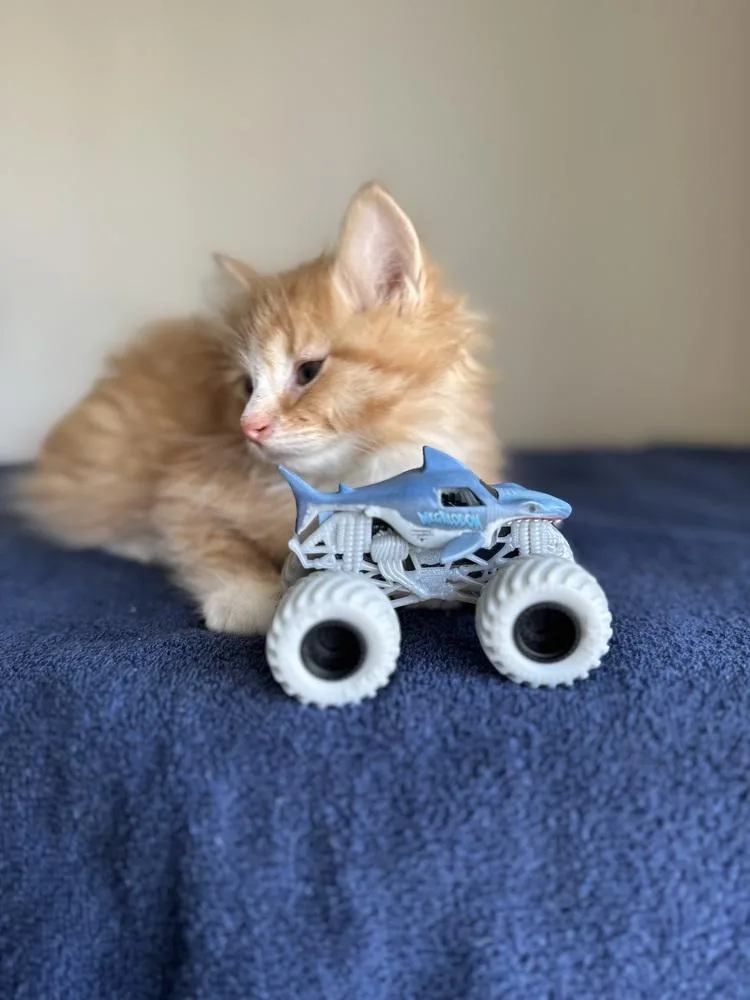 A baby small-sized female Orange & White Maine Coon cat named Megalodon for adoption in Chicago, IL