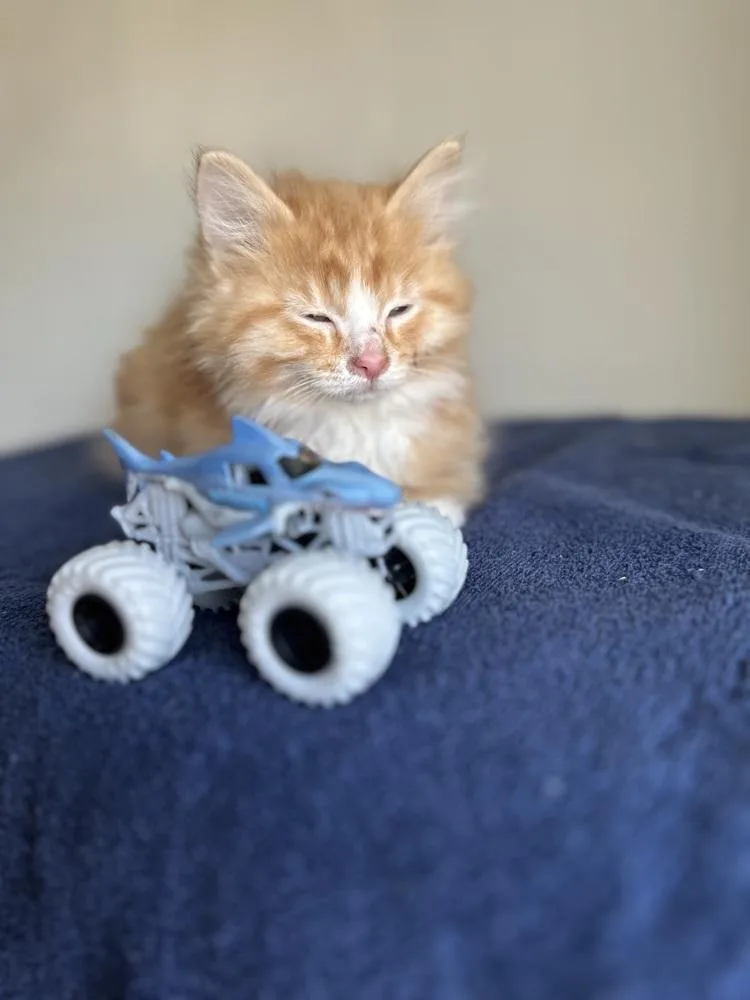 Megalodon thumbnail 2