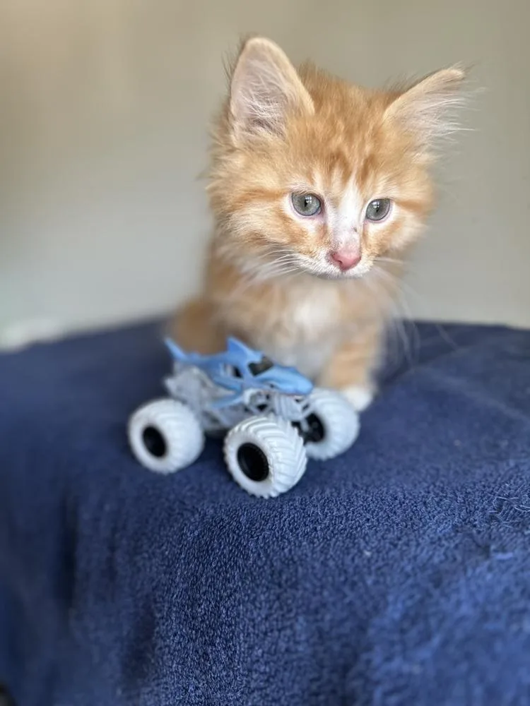 Megalodon thumbnail 3