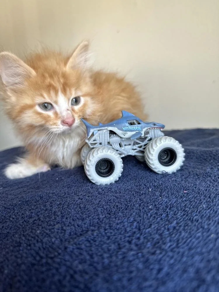 Megalodon thumbnail 4