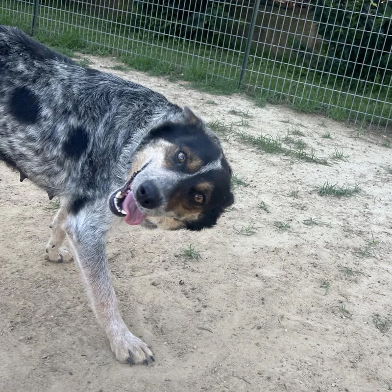 An adult medium-sized female Black Australian Cattle Dog / Blue Heeler dog named Gigi for adoption in West Point, MS