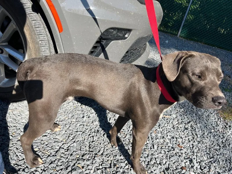 A young medium-sized male Mixed Breed dog named Ace for adoption in Mount Gilead, NC
