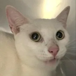 An adult medium-sized female Domestic Short Hair cat named Snowball for adoption in Brenham, TX