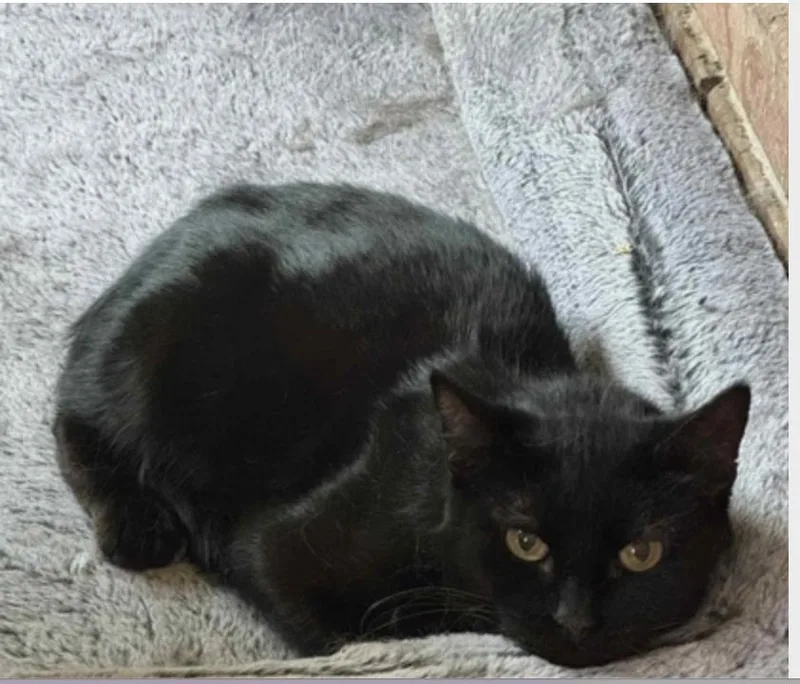 A young medium-sized female Black Domestic Short Hair cat named Mrs Bean for adoption in Warr Acres, OK