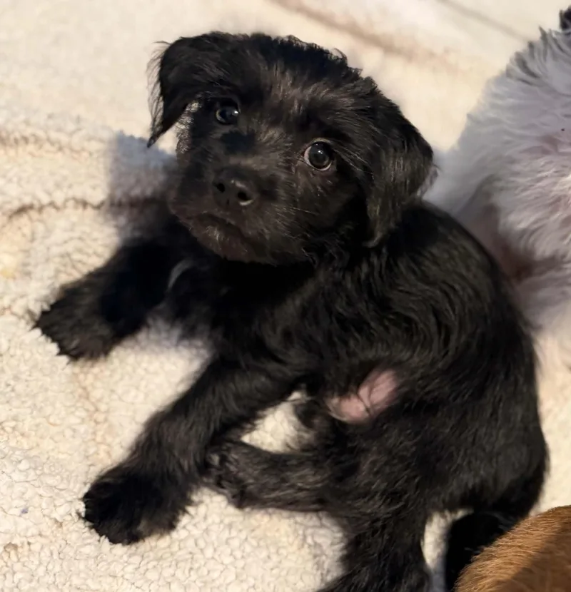 A baby small-sized male Black Havanese dog named The Pink Puppies  for adoption in Phoenix, AZ