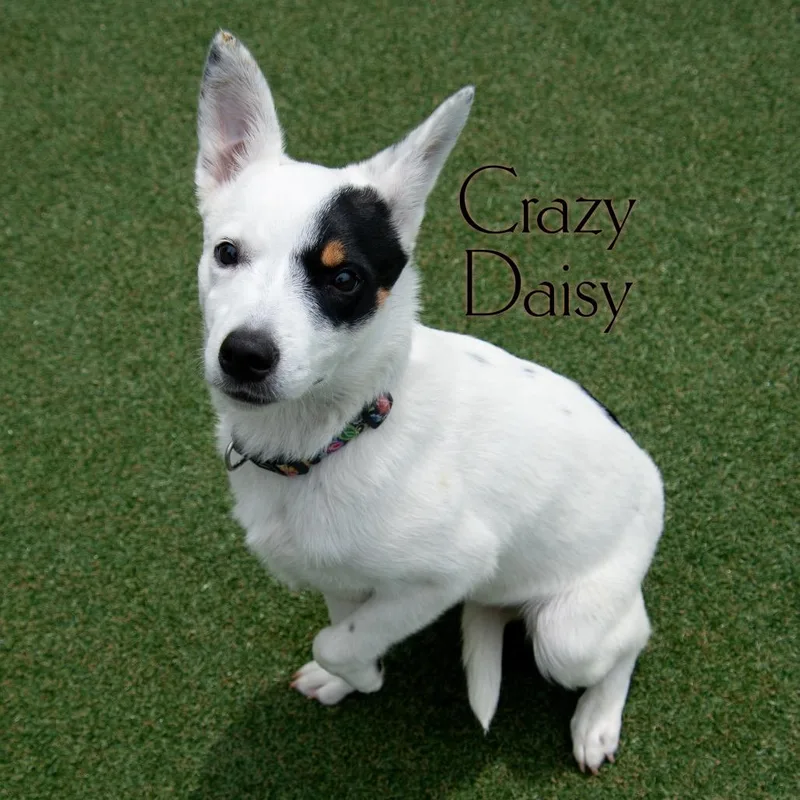 Crazy Daisy