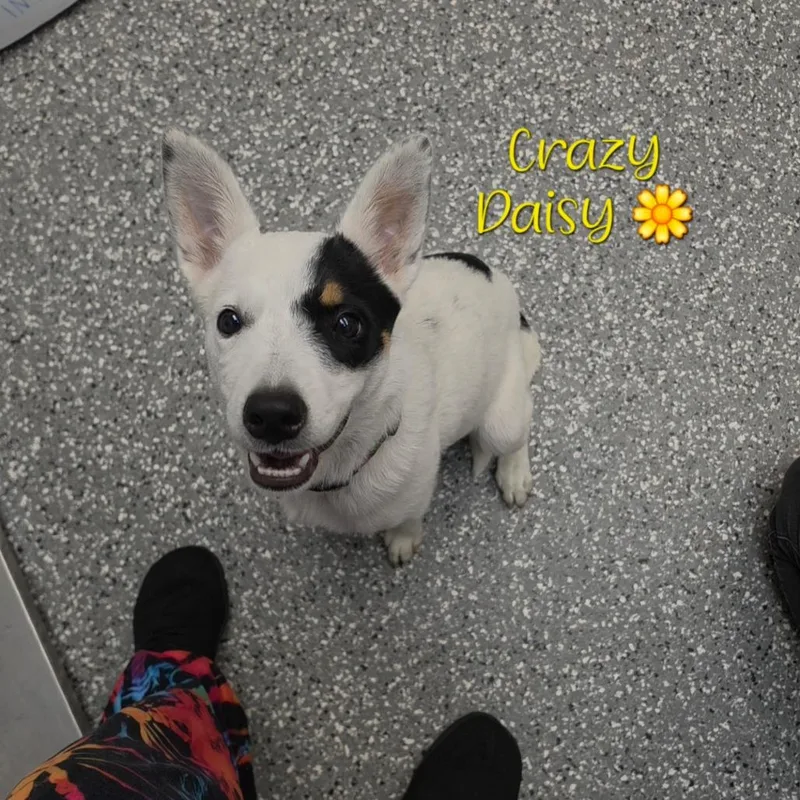Crazy Daisy thumbnail 2