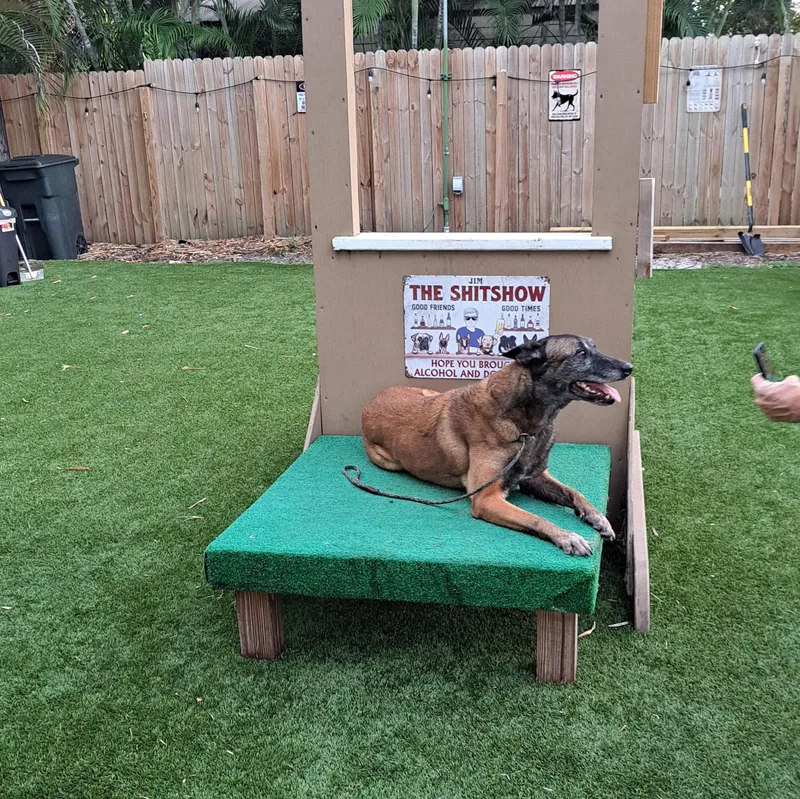 An adult large-sized female Brown / Chocolate Belgian Shepherd / Malinois dog named Kiara for adoption in Hialeah, FL