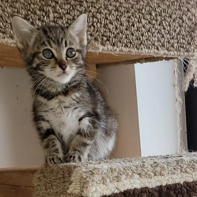 An adult small-sized female Torbie Domestic Short Hair cat named Corky for adoption in Branson, MO