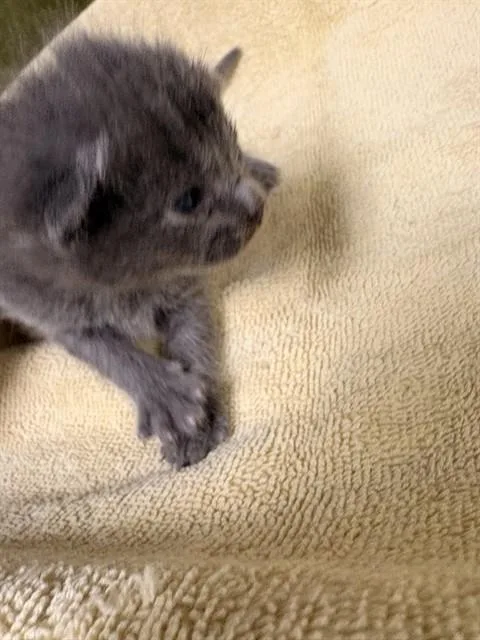 A baby small-sized male Domestic Short Hair cat named Angel for adoption in Riverside, CA