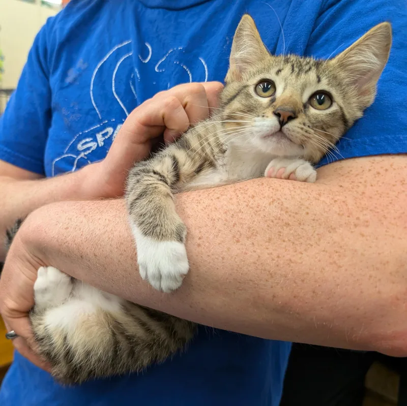 A baby large-sized male Tabby (Brown / Chocolate) Domestic Short Hair cat named Brynn for adoption in Grayslake, IL