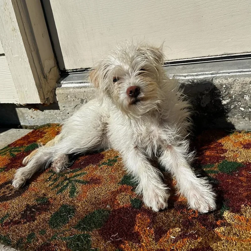 Posiesunday thumbnail 2