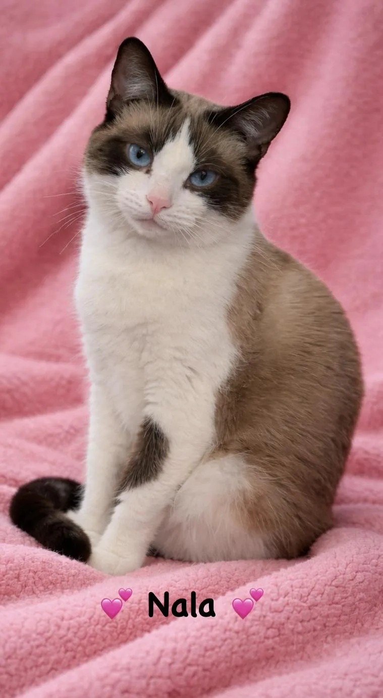 A young medium-sized female Buff & White Siamese cat named Nala for adoption in Copley, OH