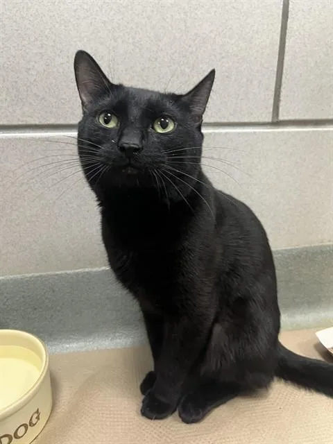 An adult medium-sized male Domestic Short Hair cat named Ryu for adoption in Boston, MA
