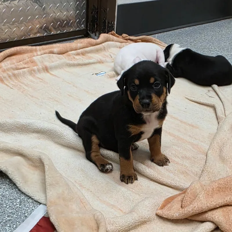 A baby medium-sized male Mixed Breed dog named Kazak for adoption in Durango, CO