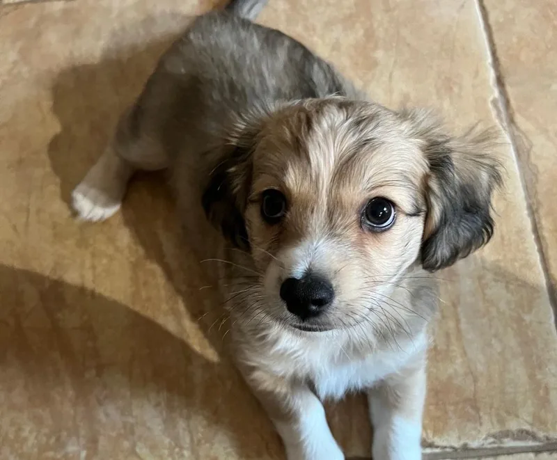 A baby small-sized male Spaniel dog named Yoshi Yamamoto for adoption in Thousand Oaks, CA