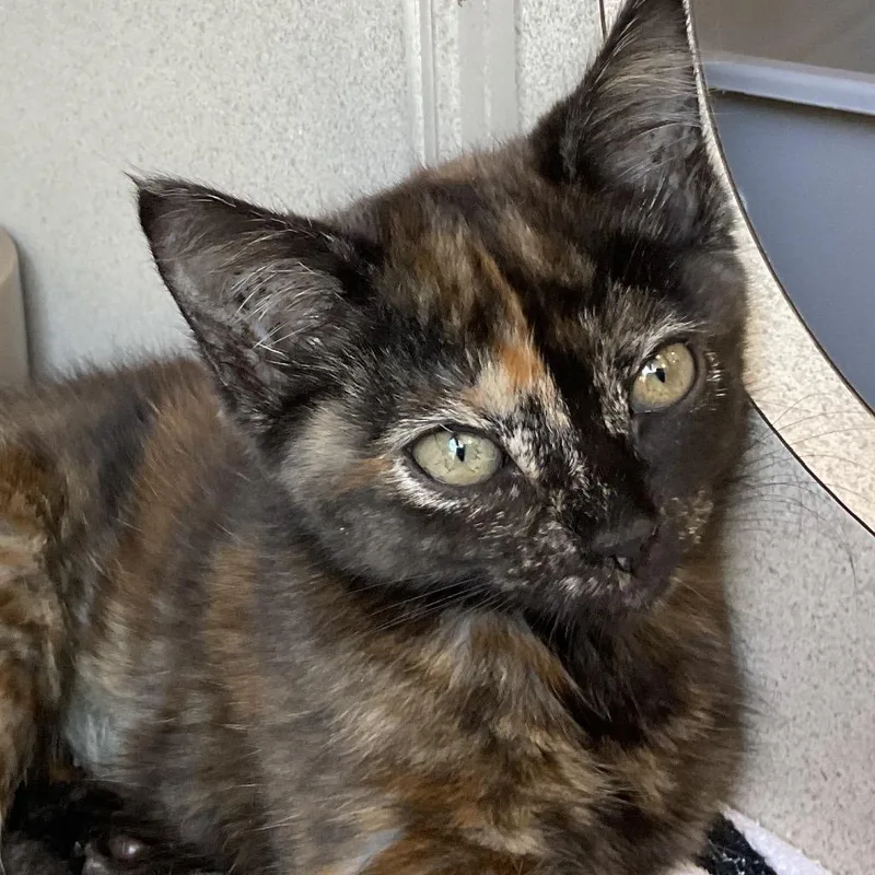 A baby small-sized female Brown / Chocolate Domestic Short Hair cat named Wybie for adoption in Redwood City, CA