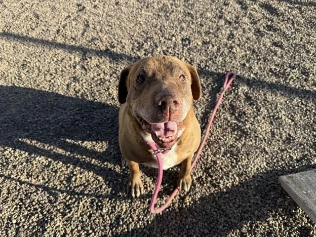 A senior large-sized female Shar-Pei dog named Mecca for adoption in Phoenix, AZ
