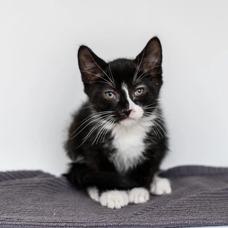 A baby small-sized male Black Domestic Short Hair cat named Caffe Panna for adoption in New York, NY