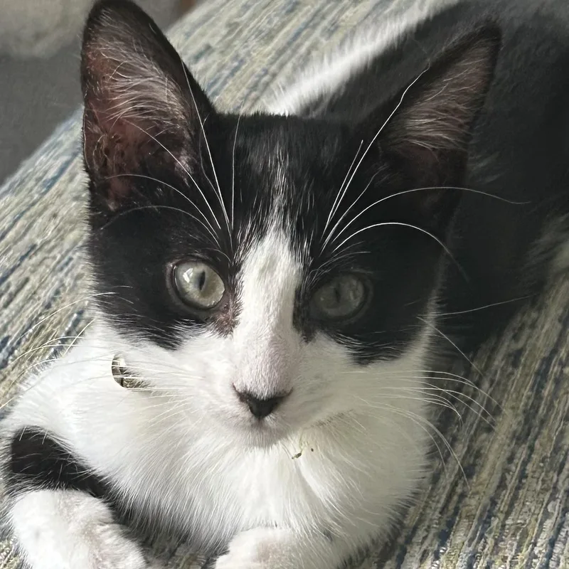 A baby medium-sized female Black Domestic Short Hair cat named Emma for adoption in San Diego, CA