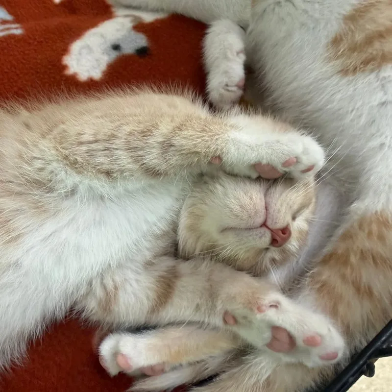 A baby small-sized male Buff / Tan / Fawn Domestic Short Hair cat named Seagull for adoption in Deerfield, IL