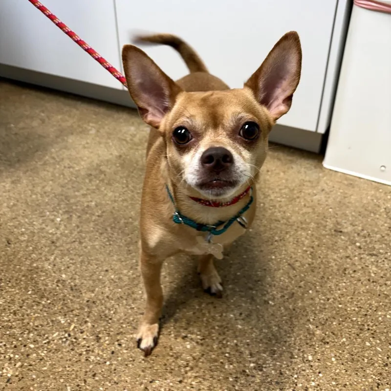 An adult small-sized male Brown / Chocolate Mixed Breed dog named Kanelo for adoption in Skokie, IL