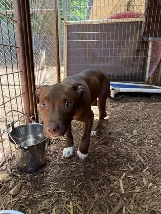 A baby medium-sized female Pit Bull Terrier dog named Monkey for adoption in Cumming, GA