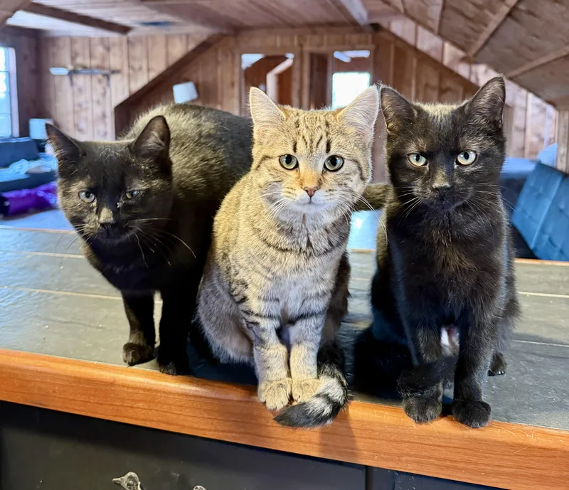 A young medium-sized female Domestic Short Hair cat named Jetta & Luna for adoption in Quentin, PA