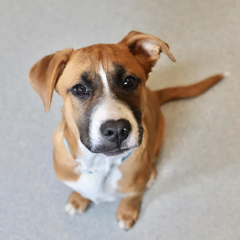 A baby small-sized male Yellow / Tan / Blond / Fawn American Staffordshire Terrier dog named Clifford for adoption in Briarcliff Manor, NY