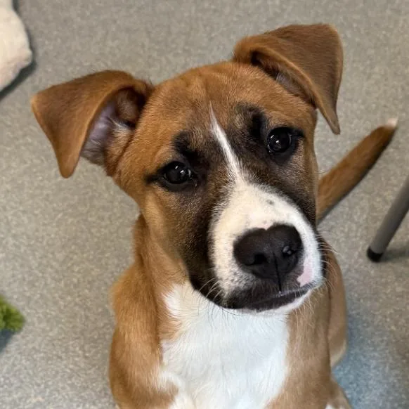 Clifford thumbnail 2