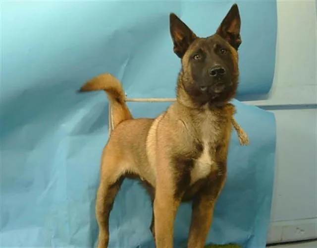 A young large-sized male Belgian Shepherd / Malinois dog named Boots for adoption in Gardena, CA