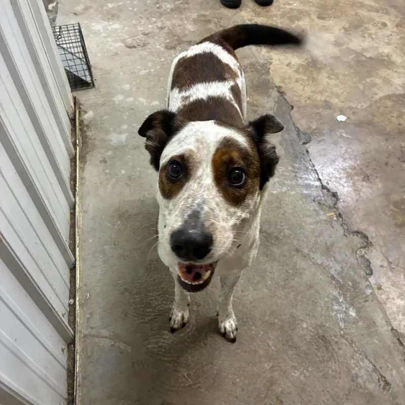 An adult medium-sized female Mixed Breed dog named Polly for adoption in Corbin, KY