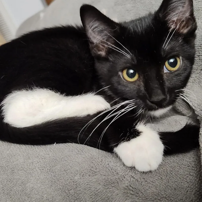 A baby small-sized male Black Domestic Short Hair cat named Bamf for adoption in Durham, NC