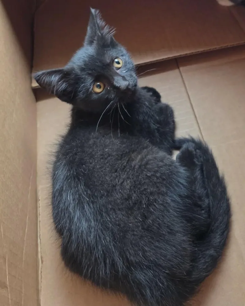 A baby medium-sized male Black Domestic Short Hair cat named Raven for adoption in Lincoln, NE