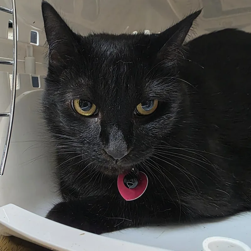 An adult large-sized female Black Domestic Short Hair cat named Shadow for adoption in Lake Panasoffkee, FL