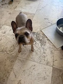 A senior medium-sized female French Bulldog dog named Etta for adoption in Mesa, AZ