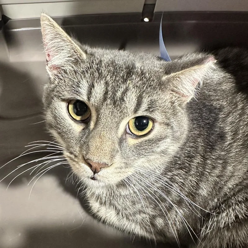A young medium-sized male Gray / Blue / Silver Domestic Short Hair cat named Semi for adoption in Tampa, FL