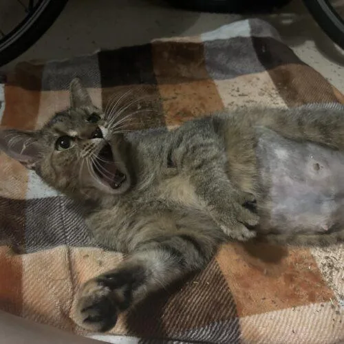 A young medium-sized female Tabby (Buff / Tan / Fawn) Domestic Short Hair cat named Dixie Cup for adoption in Tampa, FL