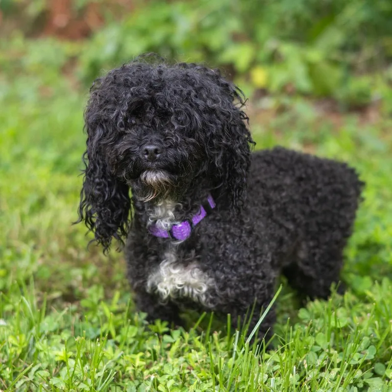 An adult small-sized female Black Miniature Poodle dog named Tina for adoption in Wilmington, DE