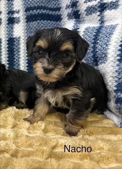 A baby medium-sized male Mixed Breed dog named Nacho for adoption in Archbold , OH
