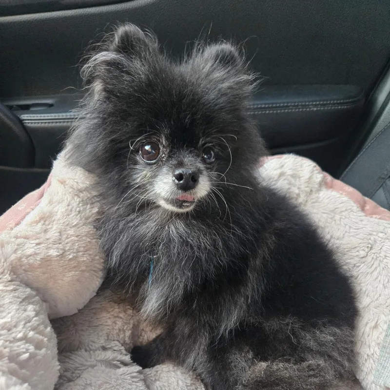 A senior small-sized female Black Pomeranian dog named Tallulah for adoption in Bessemer, AL