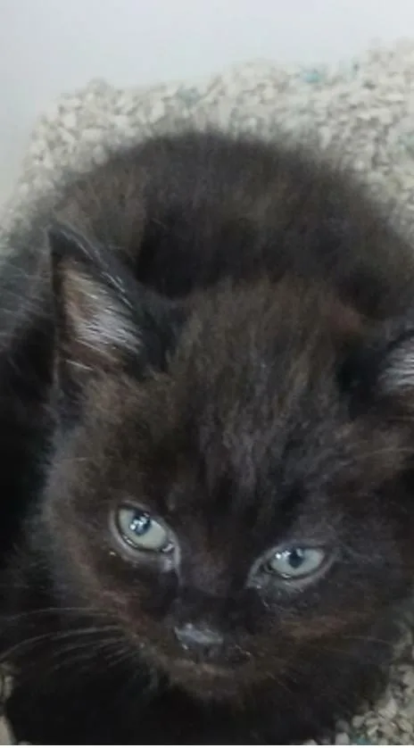 A young small-sized female Black Domestic Short Hair cat named Storm Fly for adoption in Marshall, NC