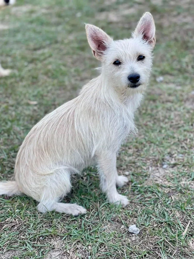 An adult small-sized female White / Cream Yorkshire Terrier dog named Novalee for adoption in Pawleys Island, SC