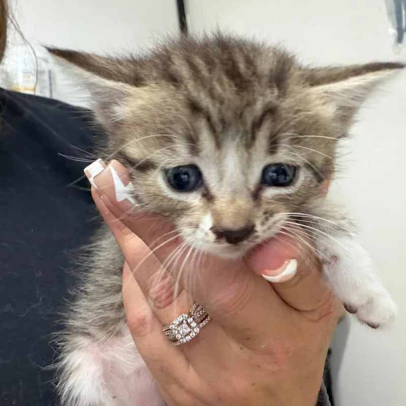 A baby small-sized female Gray / Blue / Silver Domestic Short Hair cat named Ginger for adoption in Lake Jackson, TX