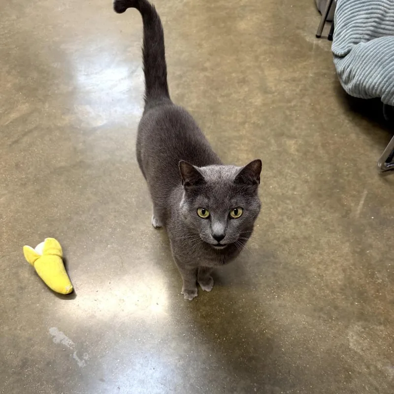 A senior medium-sized female Gray / Blue / Silver Domestic Short Hair cat named Martha for adoption in Jasper, IN