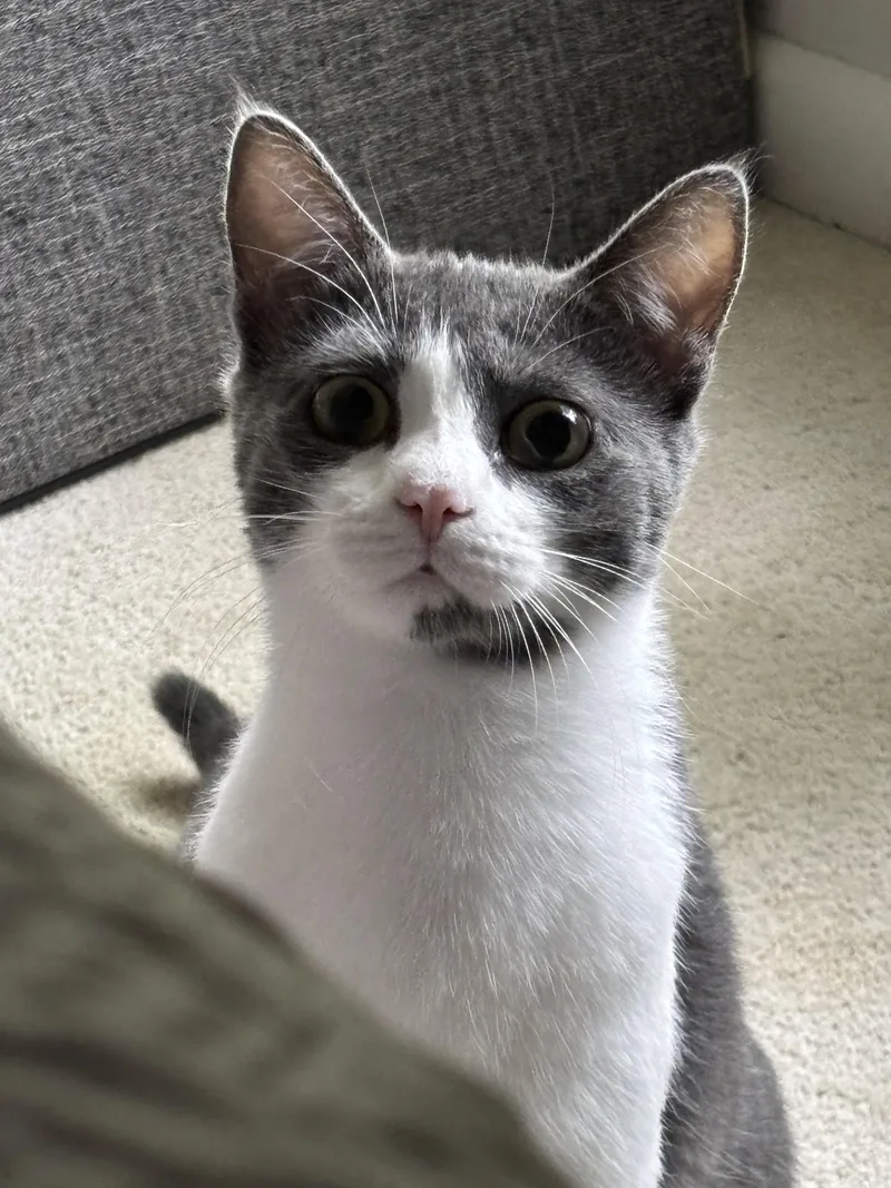 A young small-sized female Gray & White Domestic Short Hair cat named Amore for adoption in RICHMOND, VA