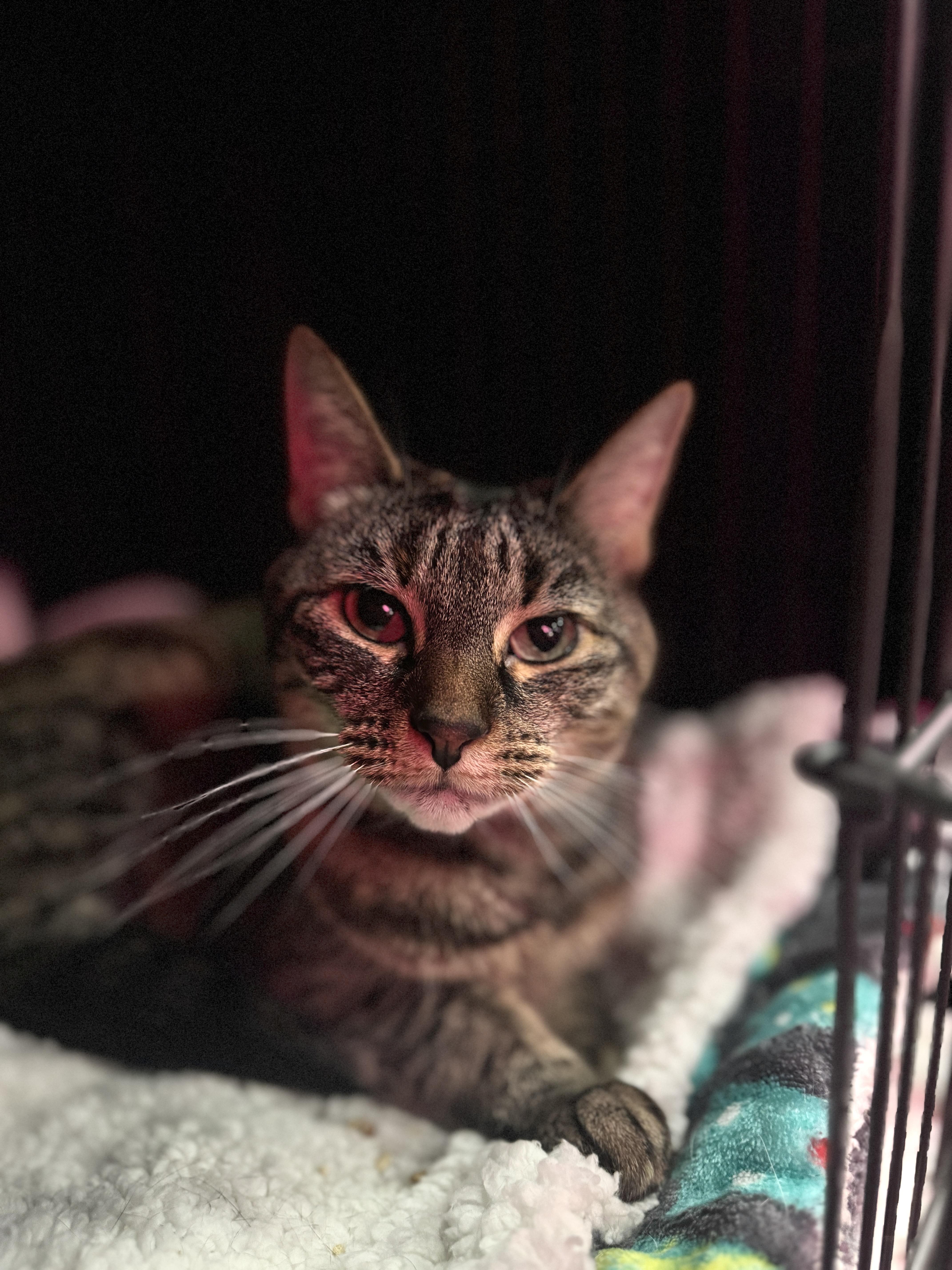 A senior medium-sized female Tabby cat named Bella for adoption in Kennebunk , ME