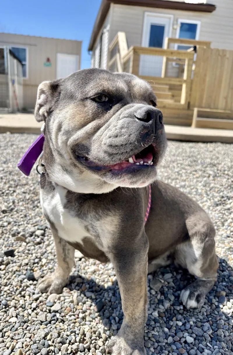 A young medium-sized female Bulldog dog named Chloe for adoption in Oxford, MI