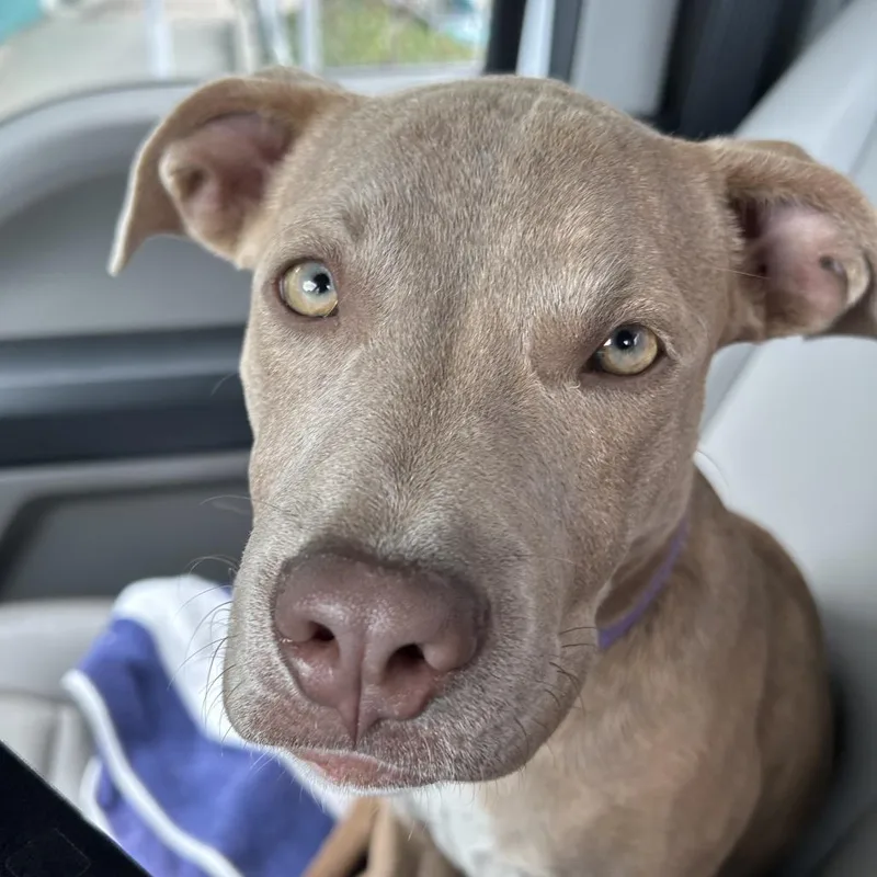 A baby small-sized male Brown / Chocolate Pit Bull Terrier dog named Tanner for adoption in Galveston, TX