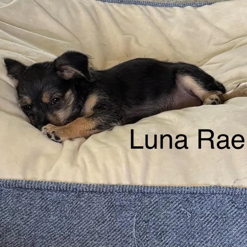 Luna Rae thumbnail 2